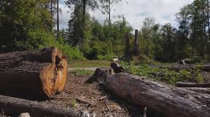 Best Lot and Land Clearing  in South Glens Falls, NY