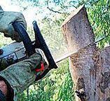 Best Stump Grinding and Removal  in South Glens Falls, NY