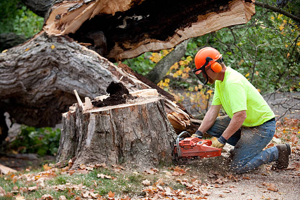 Best Utility Line Clearance  in South Glens Falls, NY