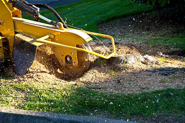 Lawn Renovation and Restoration in South Glens Falls, NY