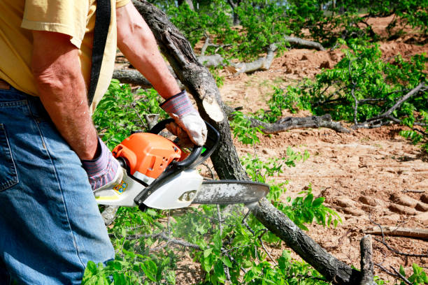 Best Tree Trimming and Pruning  in South Glens Falls, NY